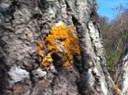 lichen bright on the bark